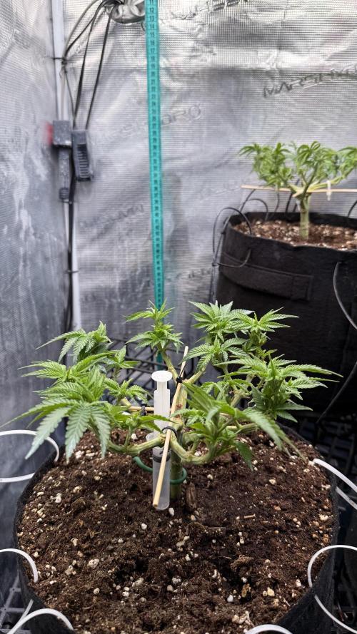 Time to experiment my theory on auto. Week 6