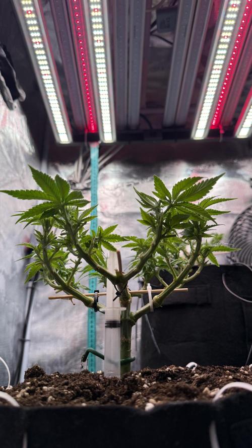 Time to experiment my theory on auto. Week 6