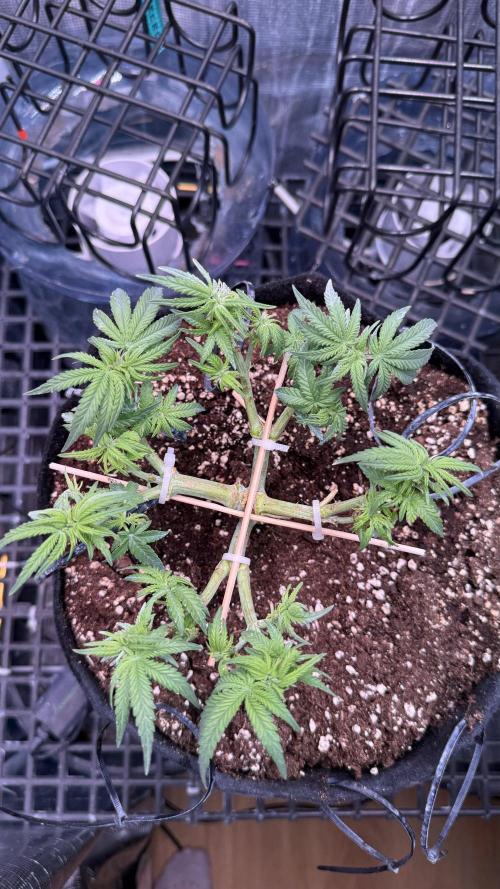 Northern lights auto Spirit Seeds. Week 6