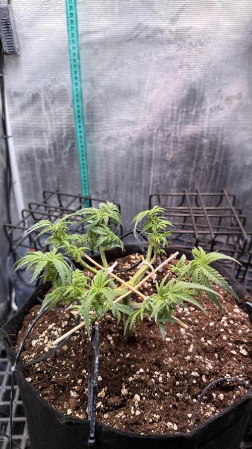 Northern lights auto Spirit Seeds. Week 6