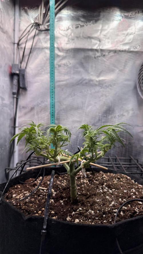 Northern lights auto Spirit Seeds. Week 6