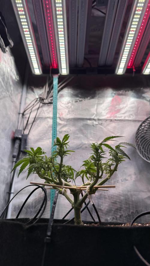 Northern lights auto Spirit Seeds. Week 6