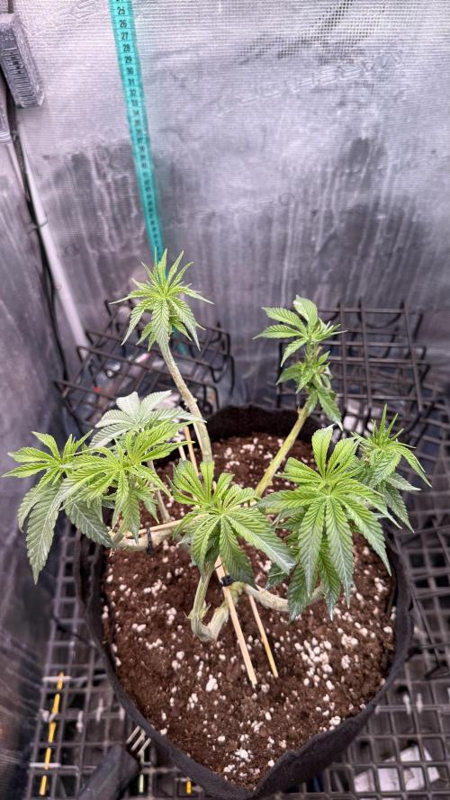 White Russian Runtz). Week 7