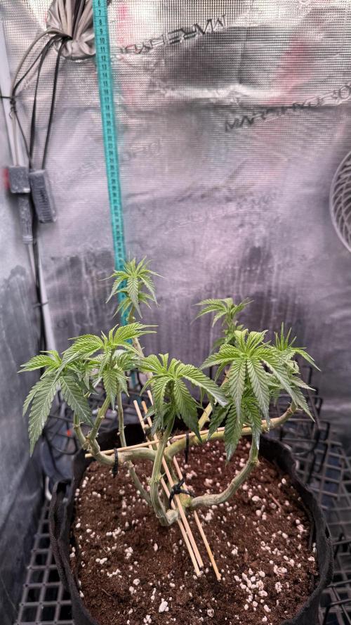 White Russian Runtz). Week 7