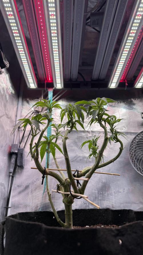 White Russian Runtz). Week 7