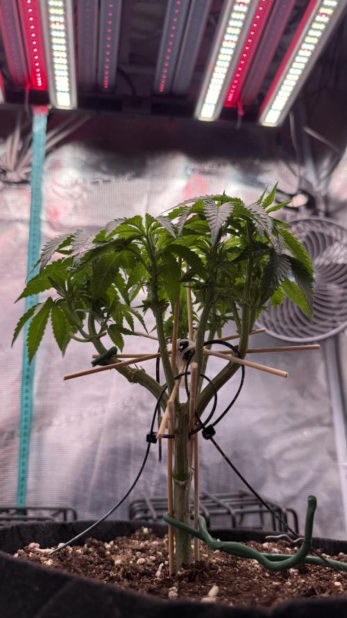 all eyes on weed. Week 6