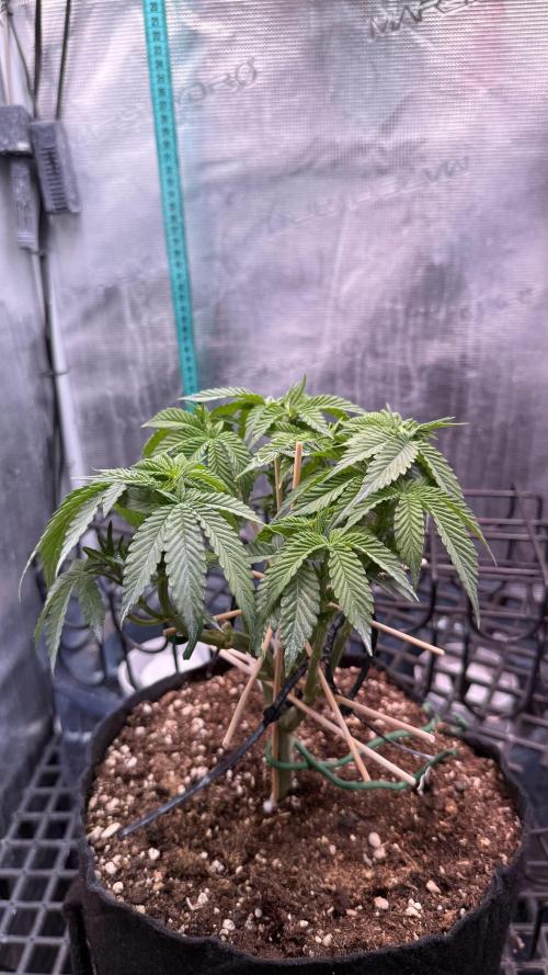 all eyes on weed. Week 6