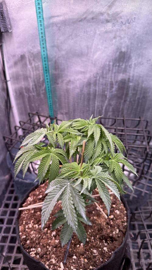 all eyes on weed. Week 6