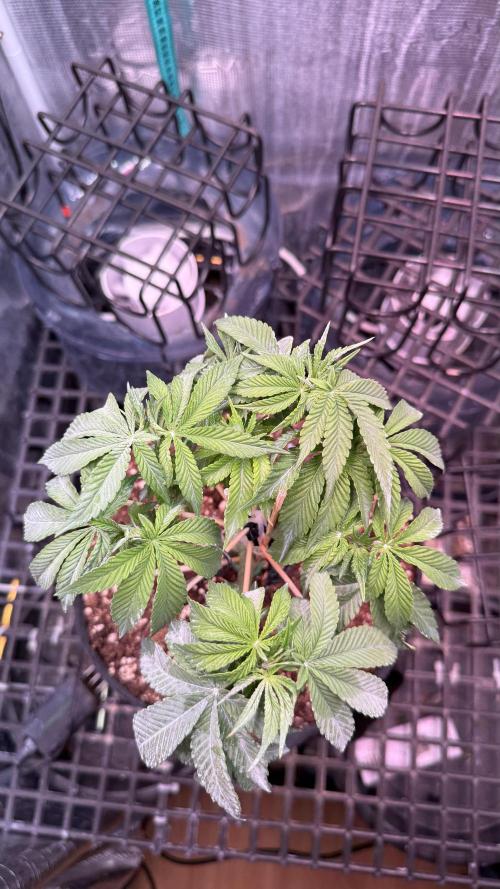 all eyes on weed. Week 6