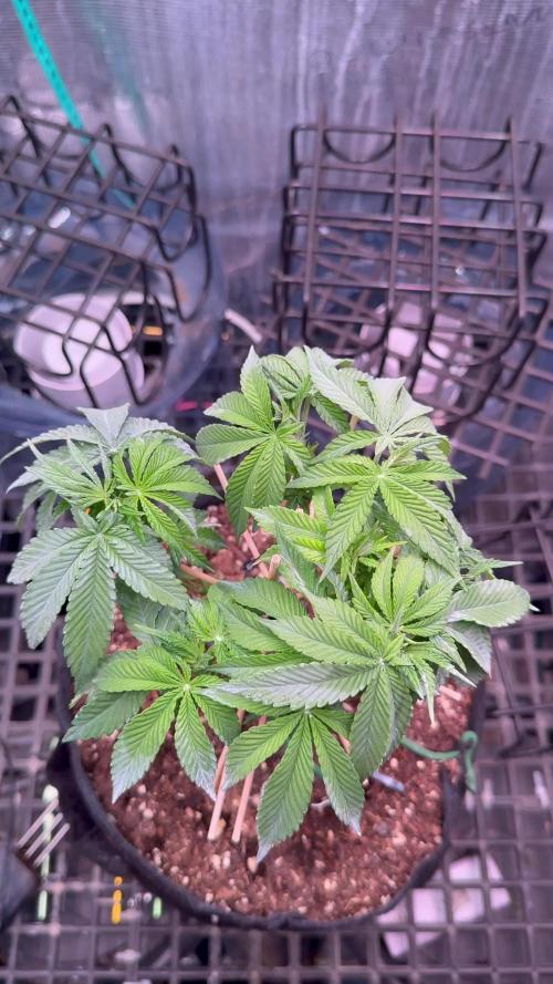 all eyes on weed