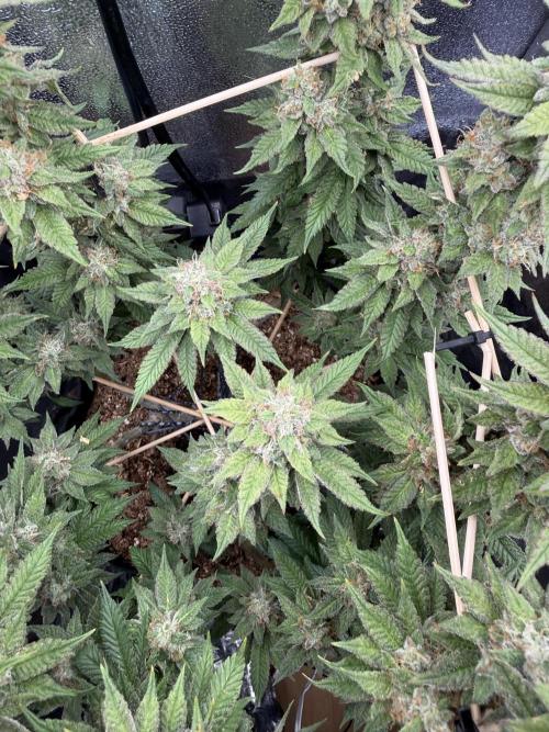 Primera fotopereodica GG4#. Week 14