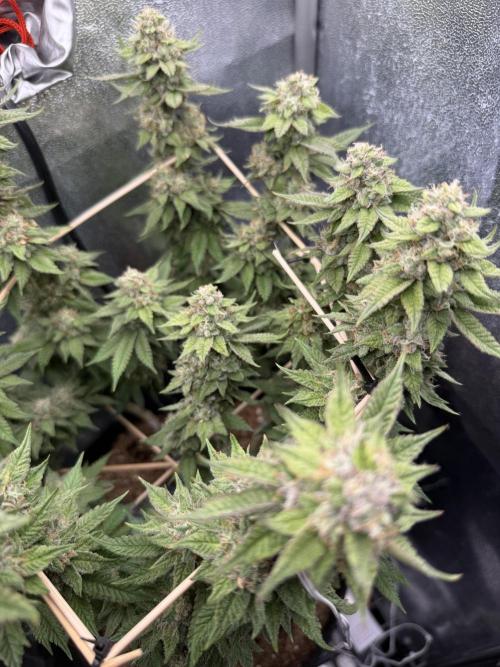Primera fotopereodica GG4#. Week 14