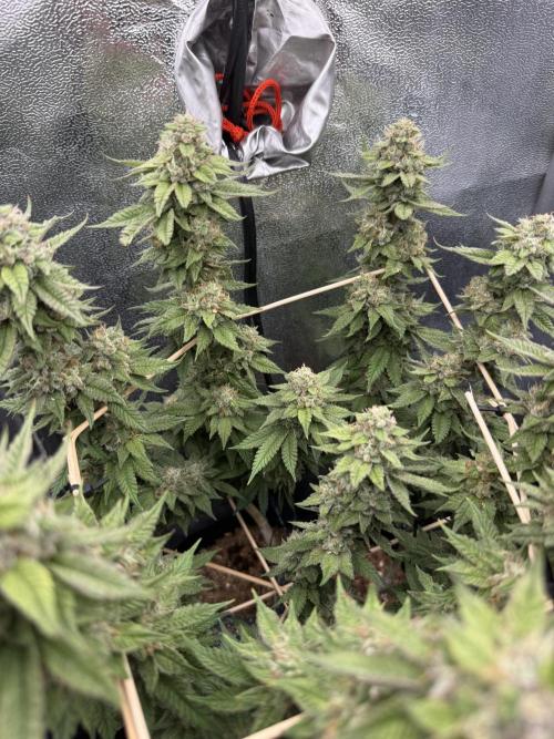 Primera fotopereodica GG4#. Week 14