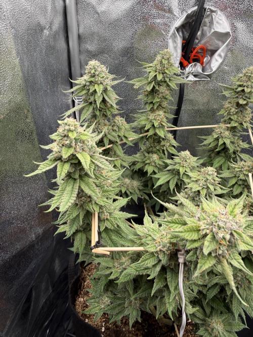 Primera fotopereodica GG4#. Week 14