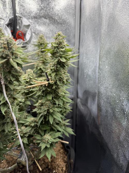 Primera fotopereodica GG4#. Week 14