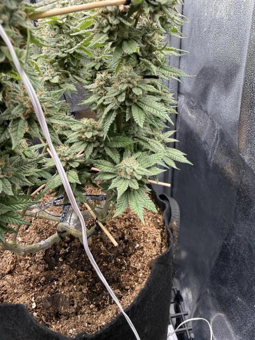 Primera fotopereodica GG4#. Week 14