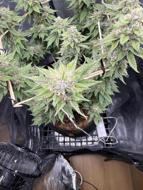 Primera fotopereodica GG4#. Week 14