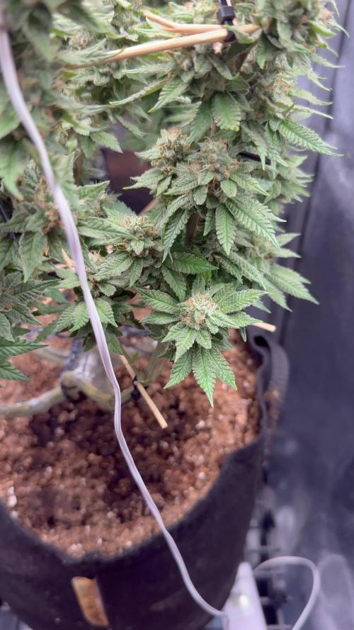 Primera fotopereodica GG4#
