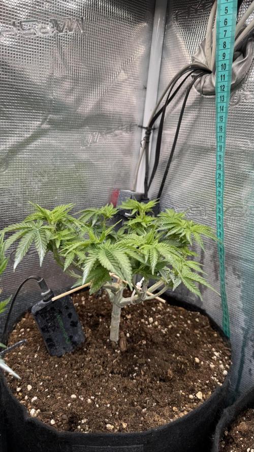 Time to experiment my theory on auto. Week 6