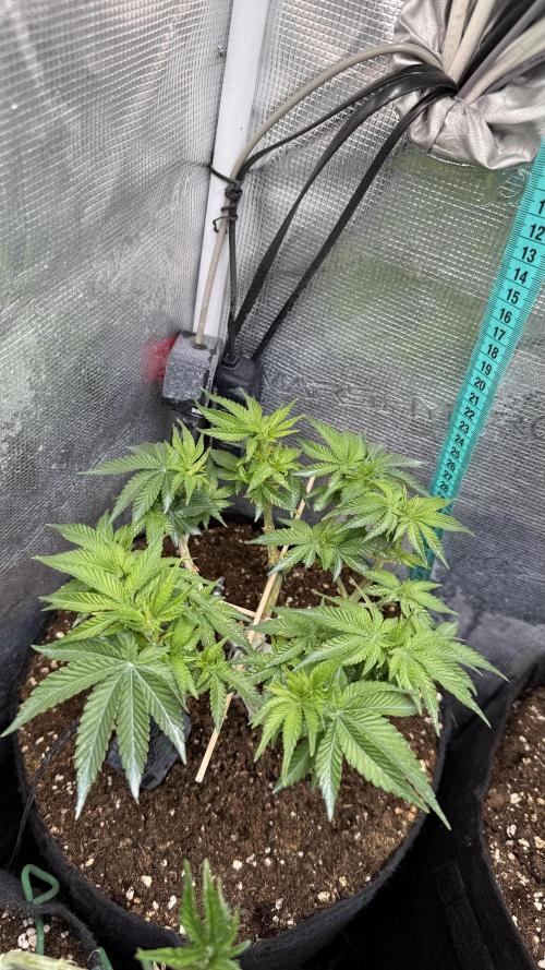 Time to experiment my theory on auto. Week 6