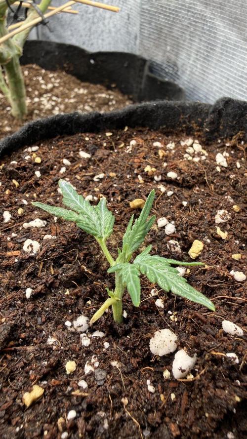 Cloning experience. Week 1 - 4l pot