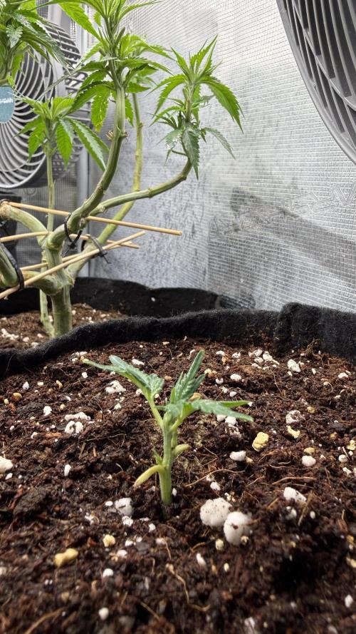 Cloning experience. Week 1 - co2-800 ppfd 600