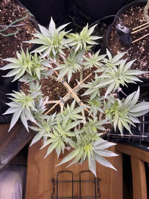 Time to experiment my theory on auto. Week 6 - Good morning