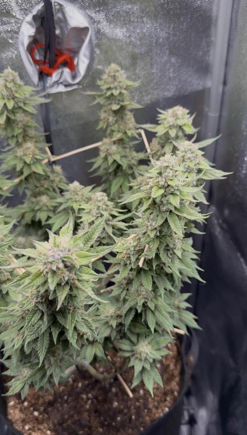 Primera fotopereodica GG4#. Week 14