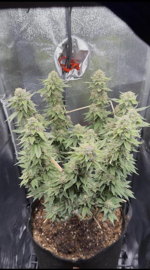 Primera fotopereodica GG4#. Week 14