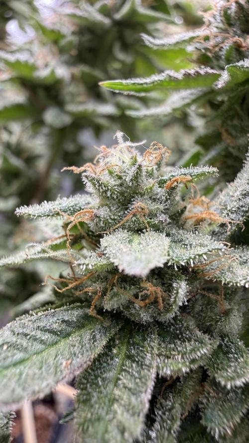 Primera fotopereodica GG4#. Week 14