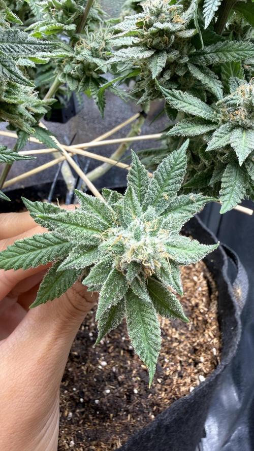 Primera fotopereodica GG4#. Week 14