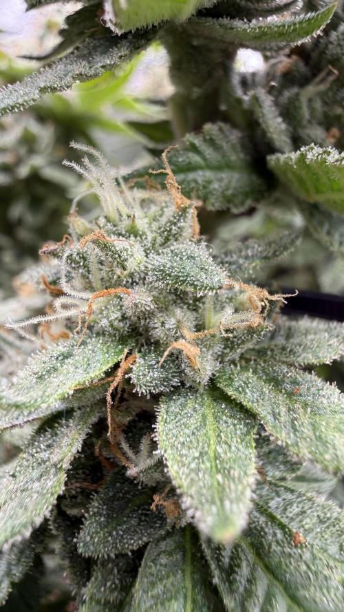 Primera fotopereodica GG4#. Week 14