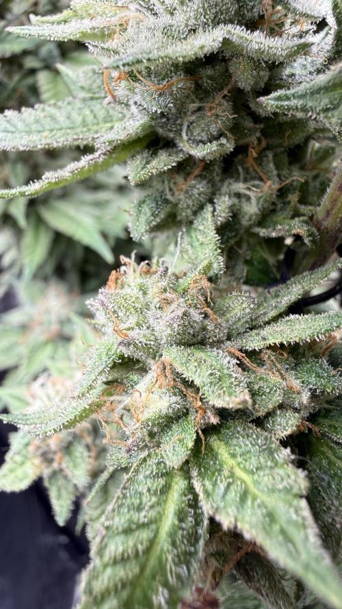 Primera fotopereodica GG4#. Week 14