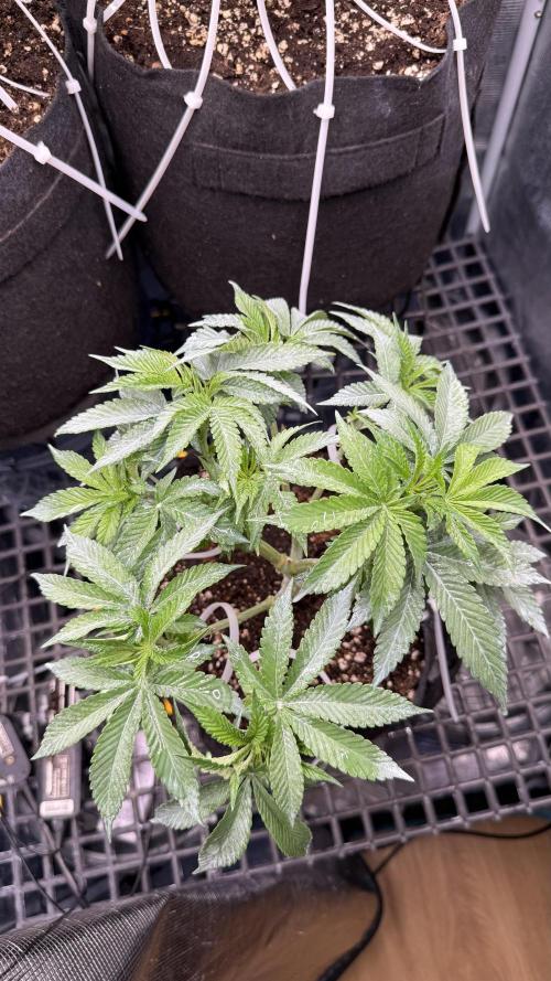 all eyes on weed. Week 6