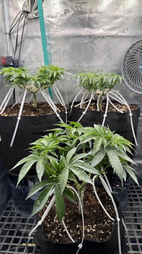 all eyes on weed. Week 6