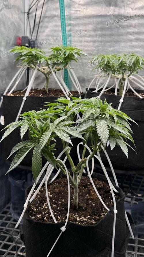 all eyes on weed. Week 6