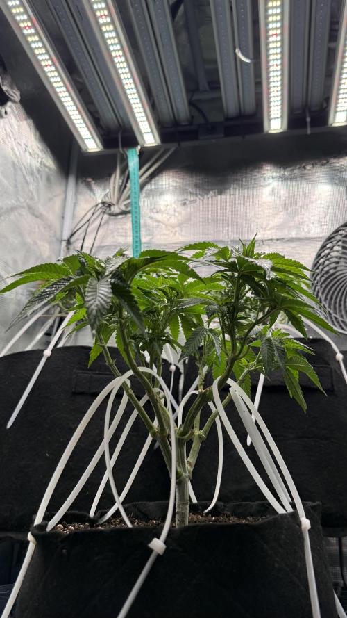 all eyes on weed. Week 6