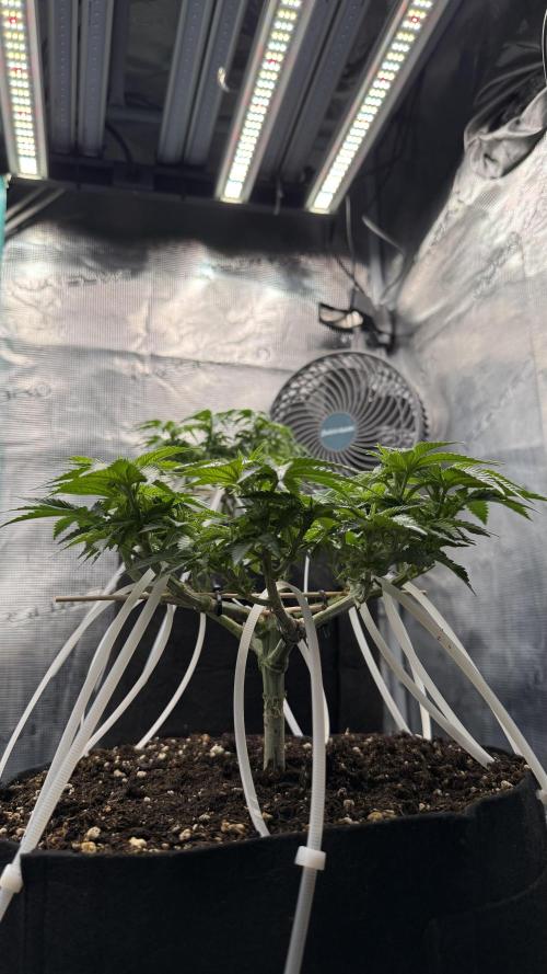 Time to experiment my theory on auto. Week 6