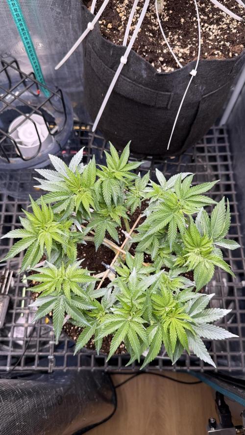 Time to experiment my theory on auto. Week 6