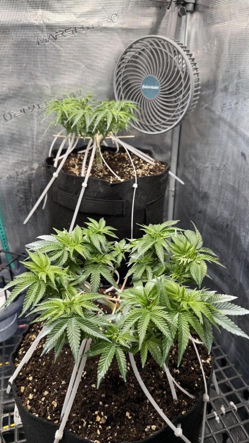 Time to experiment my theory on auto. Week 6
