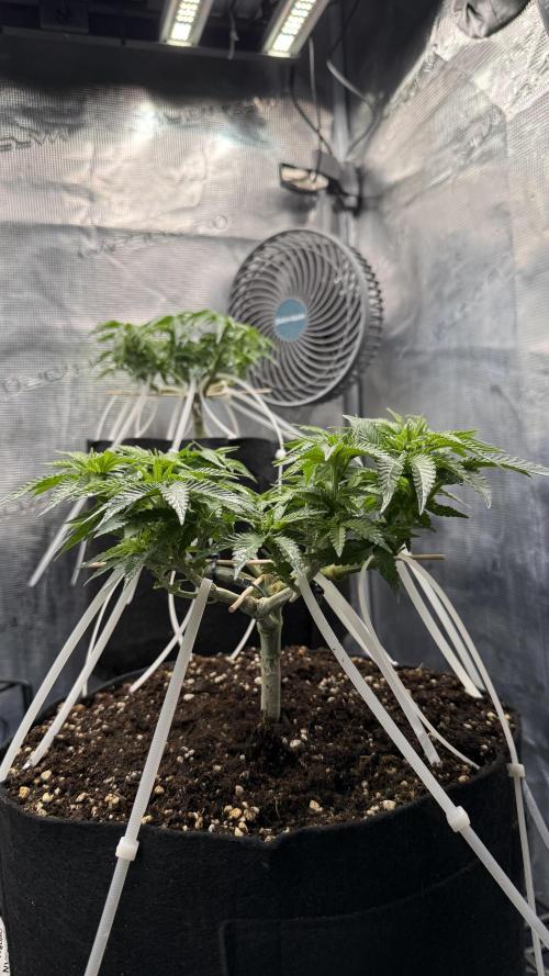 Time to experiment my theory on auto. Week 6