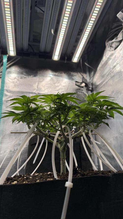 Time to experiment my theory on auto. Week 6