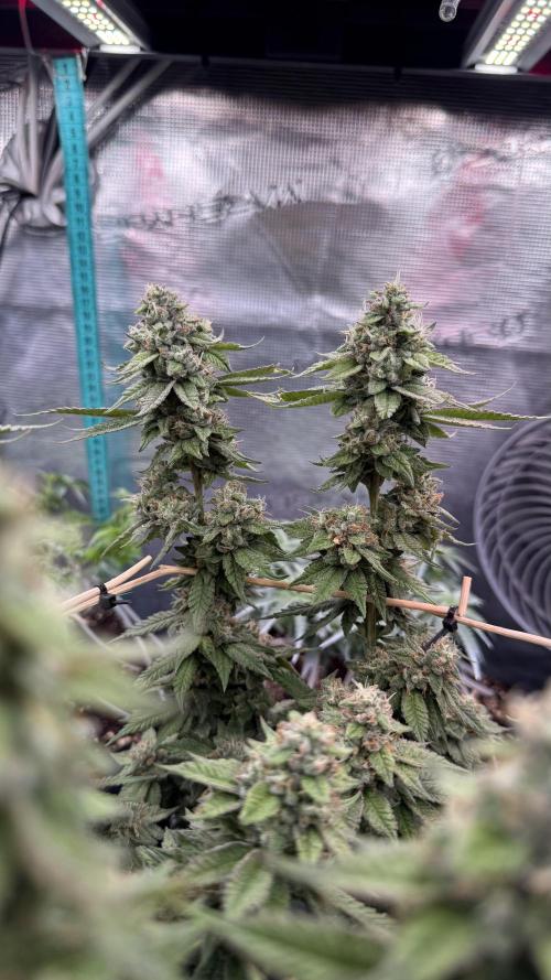 Spirit Seeds - Gorilla Glue 4# by hassehujasse