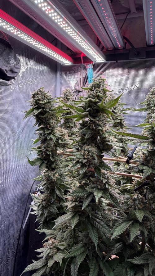 Primera fotopereodica GG4#. Week 14