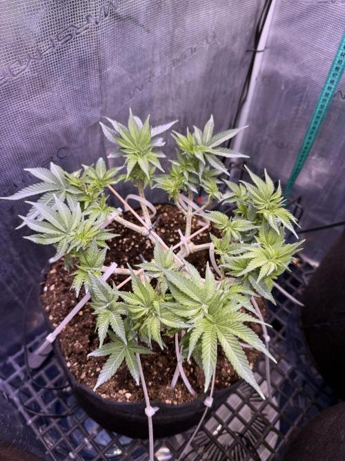 Time to experiment my theory on auto. Week 6