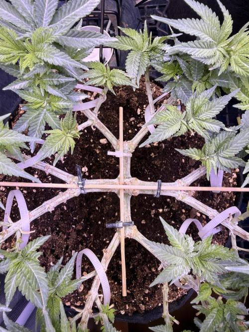 Time to experiment my theory on auto. Week 6