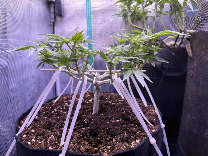 Time to experiment my theory on auto. Week 6