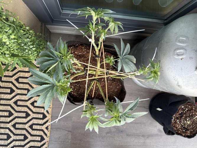 White Russian Runtz). Week 8