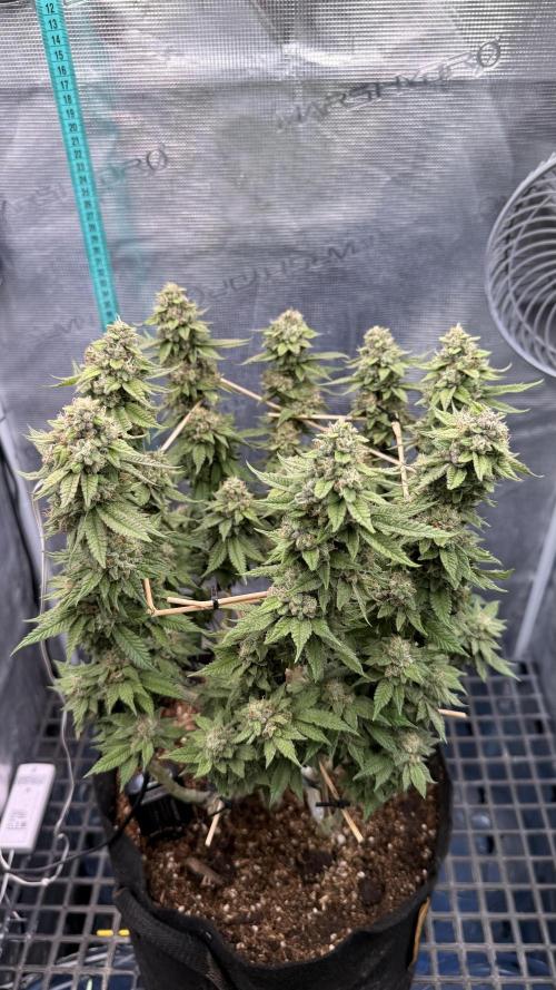 Primera fotopereodica GG4#. Week 14