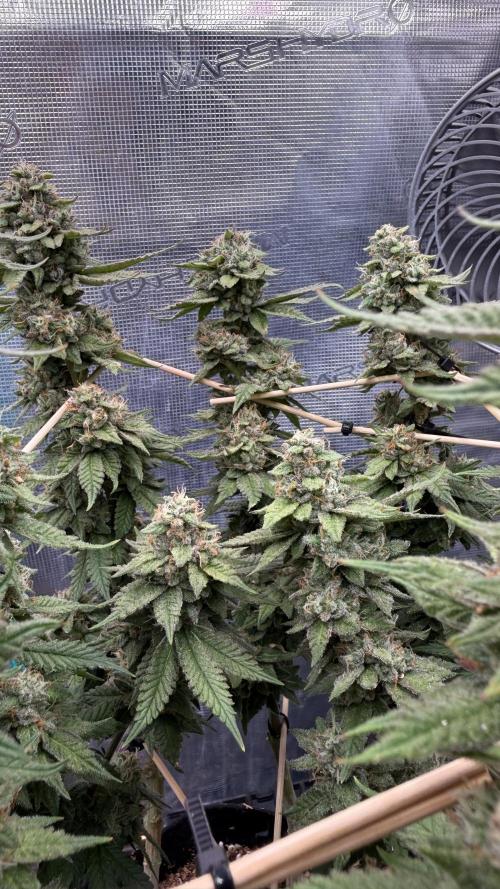 Primera fotopereodica GG4#. Week 14